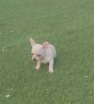 Linda Chihuahua fêmea