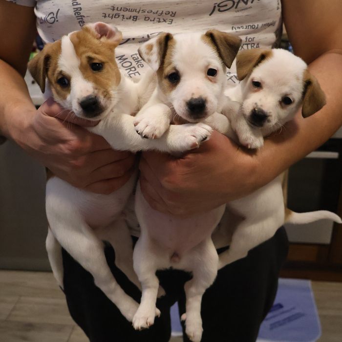 Цуценята Джек Рассел тер'єр