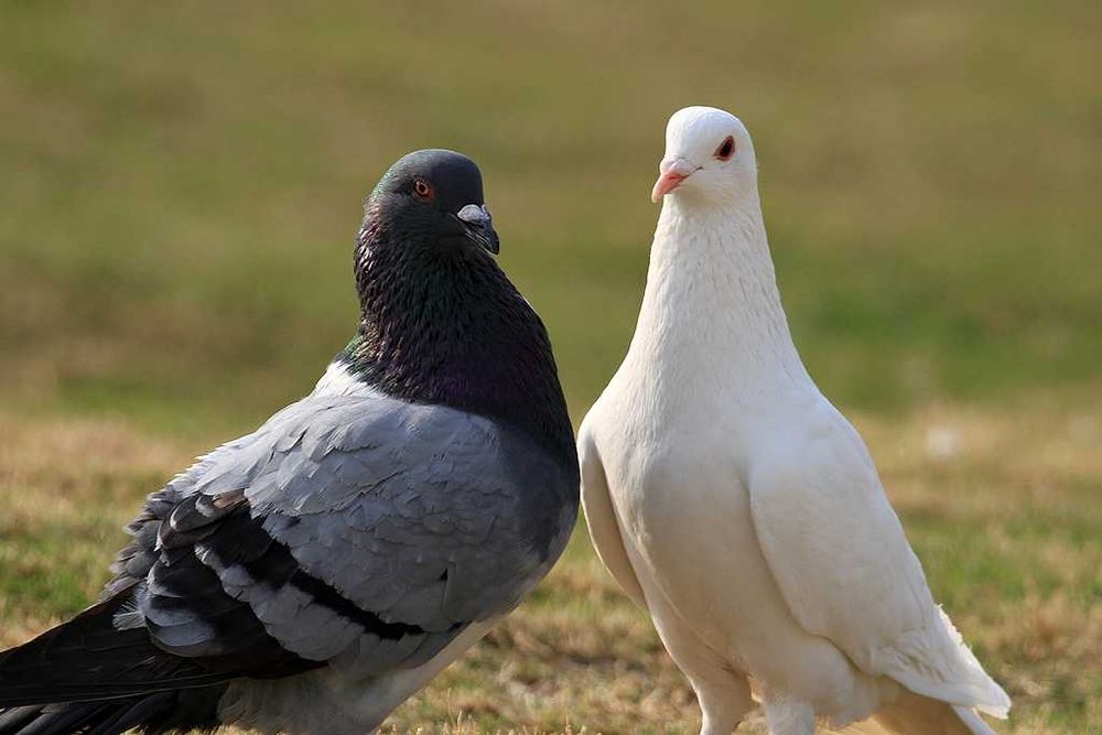 koncentrat proteinowy wpc  karma przysmak dla  ptactwa gołebi