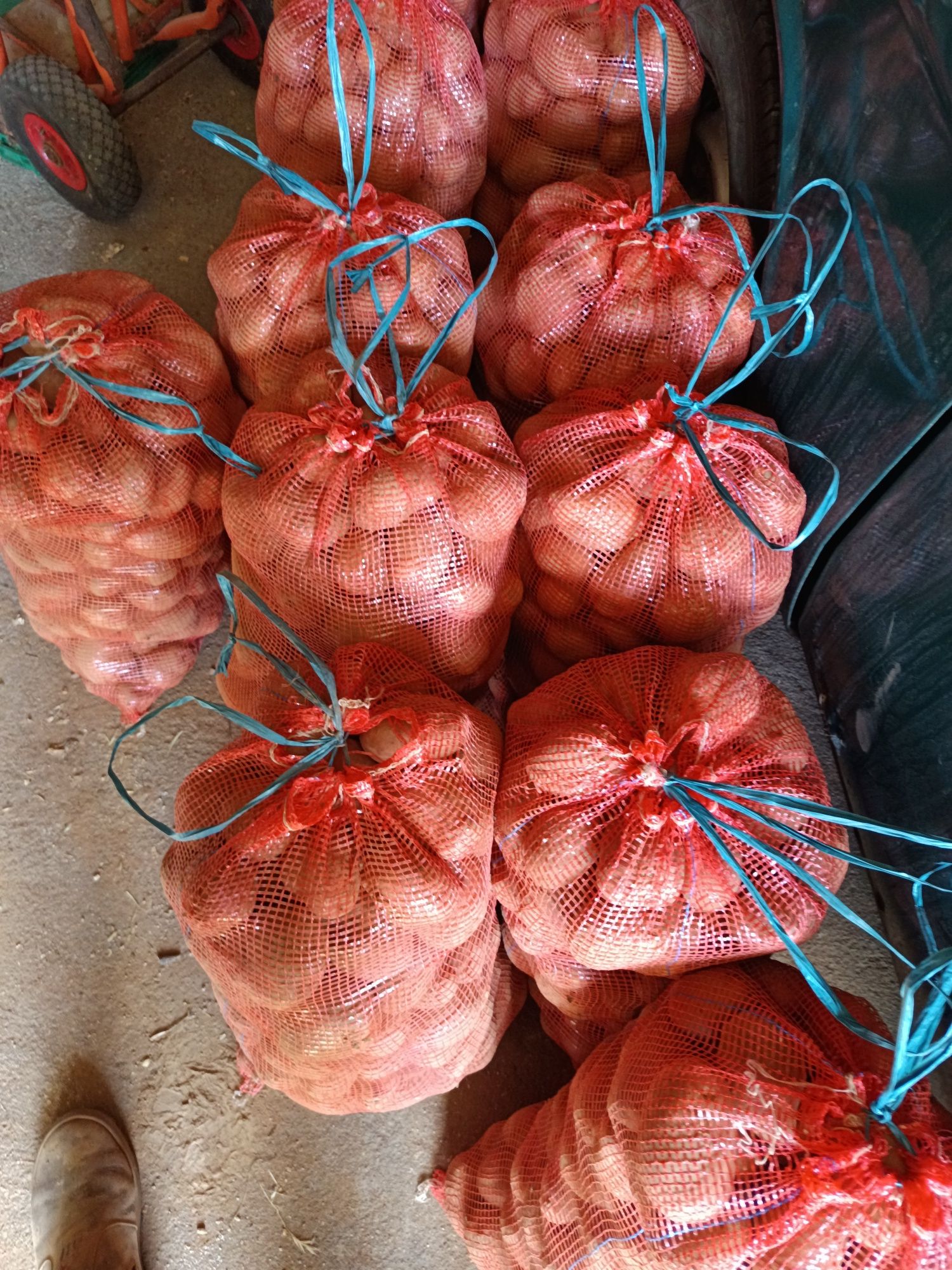 Batata nova vermelha