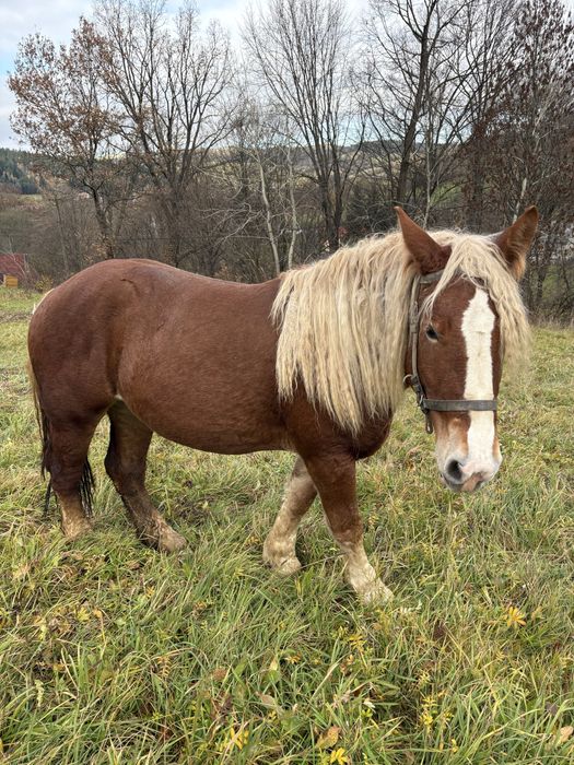 Sprzedam klacz 2,5 letnią