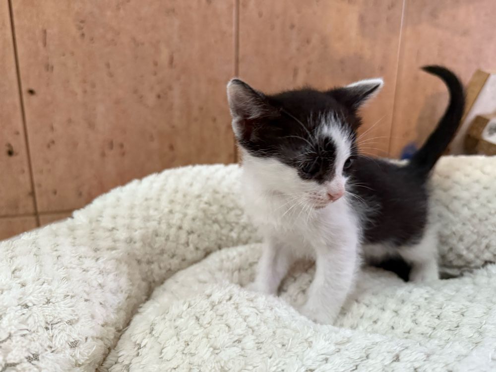 Gatinho macho para adopção