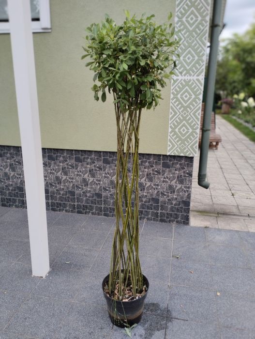 Верба плетена куля