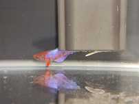 Bettas Fêmeas Lindas