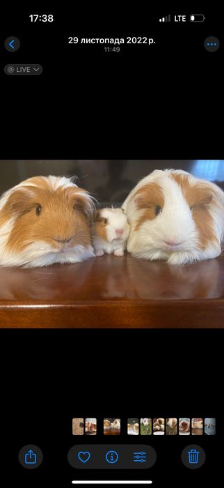 Морські свинки, друзі нащоі родини. У люблячі руки.