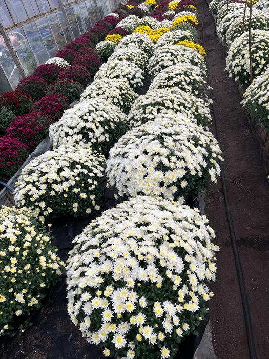 Chryzantemy Zapraszam #
