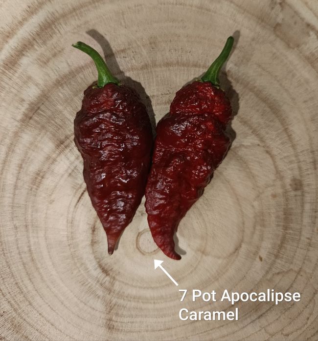 Caixa de malaguetas frescas ardência Nuclear