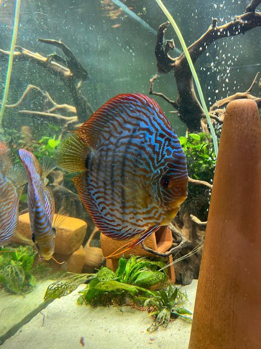 Paletki rybki słodkowodne