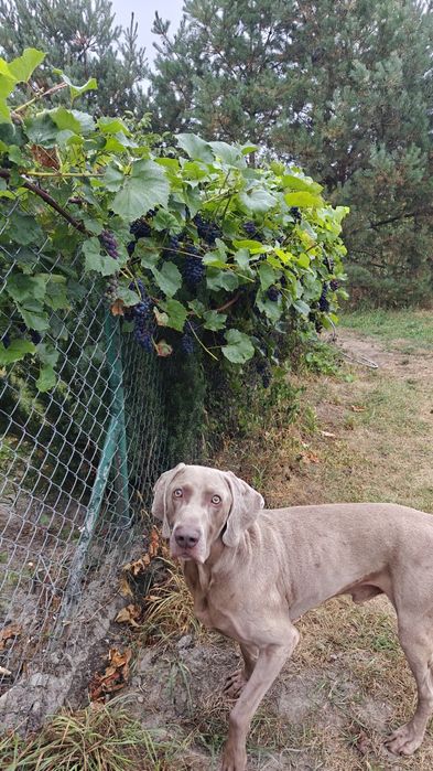 Szczeniak Wyżeł WEIMARSKI- Mikołajkowy odbiór