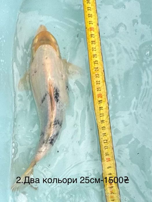 Короп коі кои карп Бойовий харківський штучний риба 20-50см