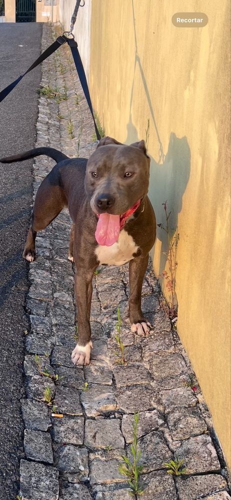 Doação de um pit bull de um ano e seis meses.