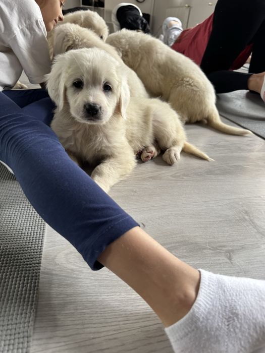 Owczarek podhalanski suczka