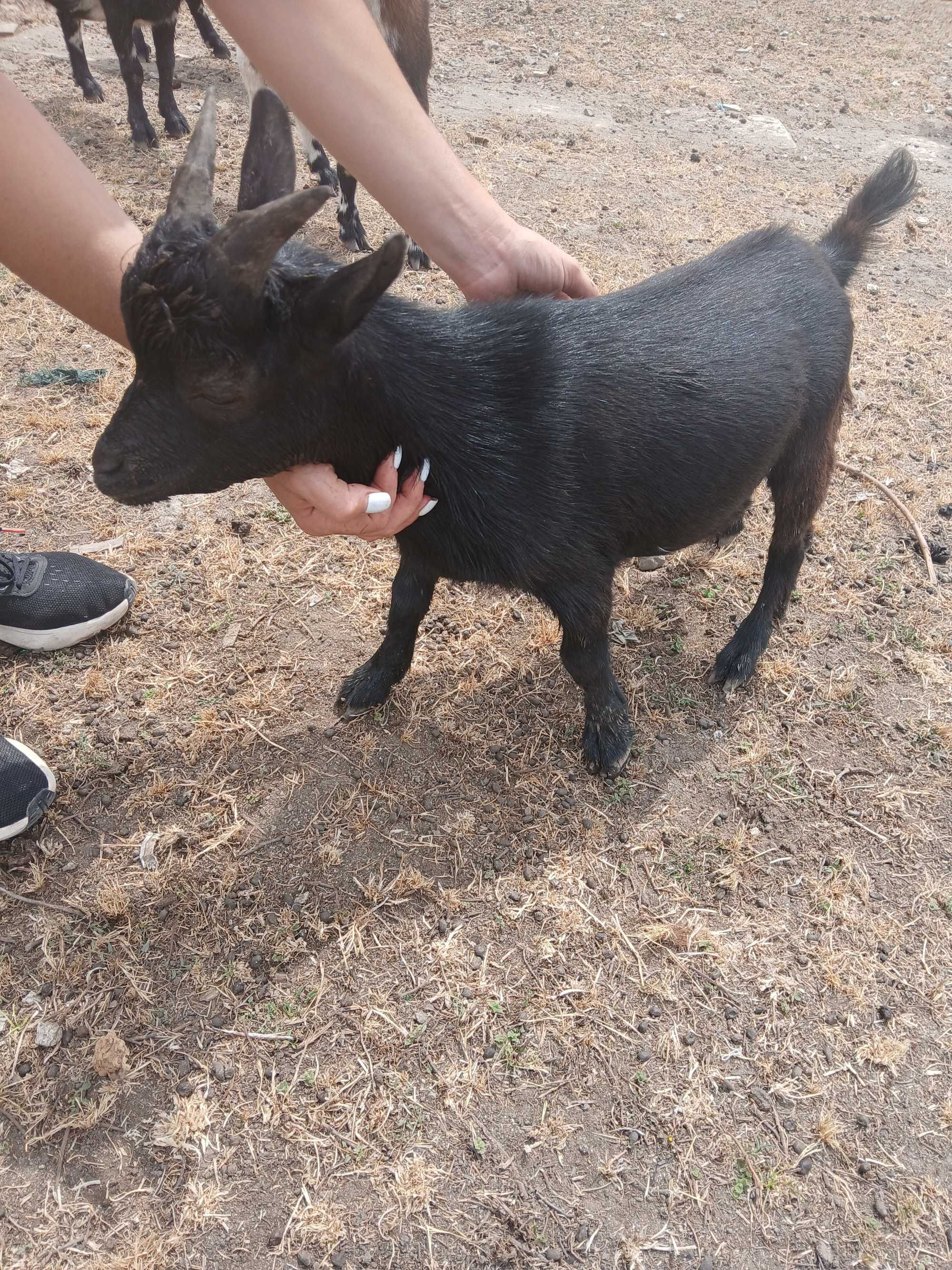Cabra anã macho 5 meses