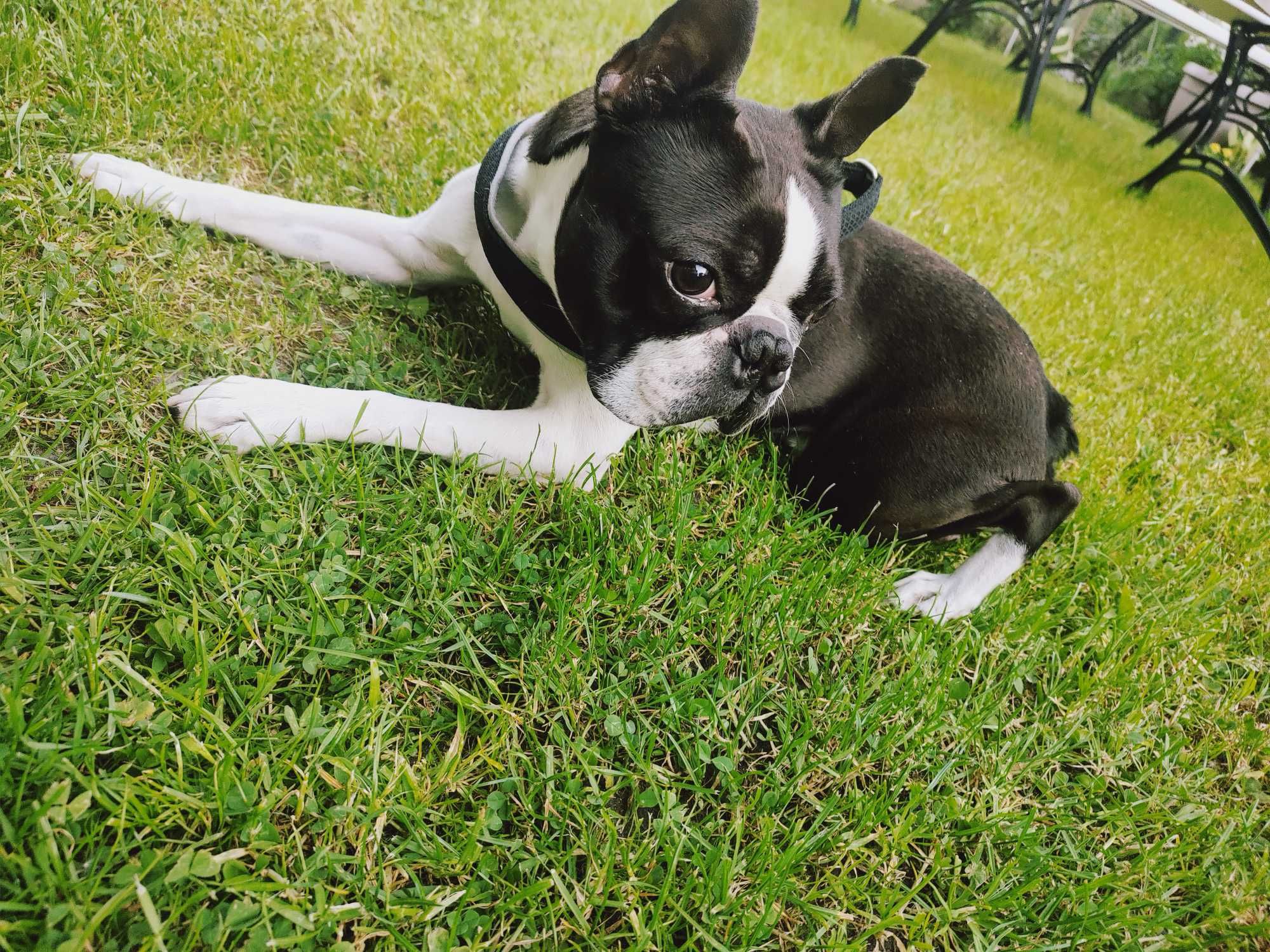 Boston terrier sprzedam