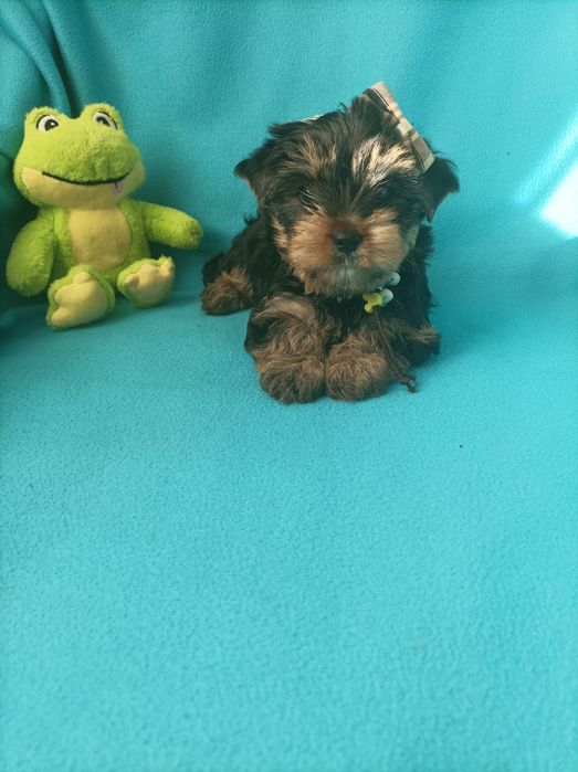 Йоркширський тер'єр цуценятка