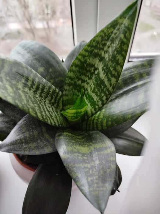 Продам сансевієрію