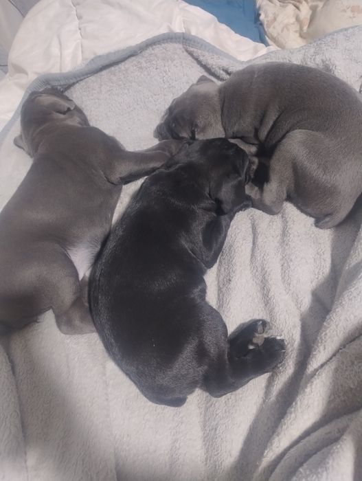 Щенки породы Кане корсо