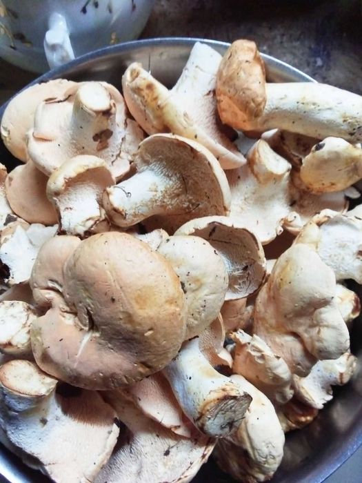 гриб Ежовик желтый