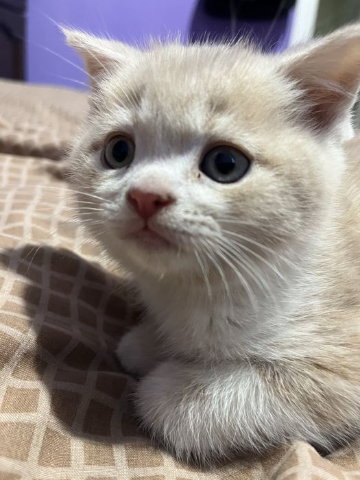 Кошеня шотланська