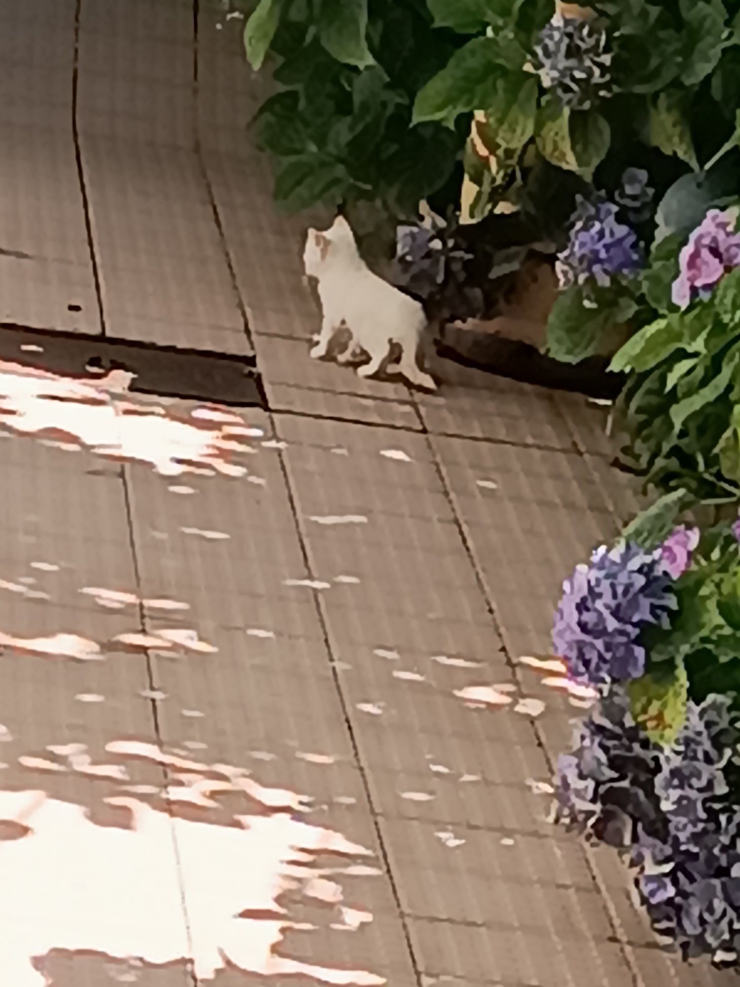 Doar gatinhos/a de 1 Mês e Meio