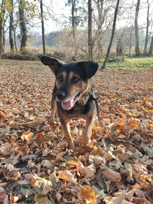 Dzielny Tabs szuka domu