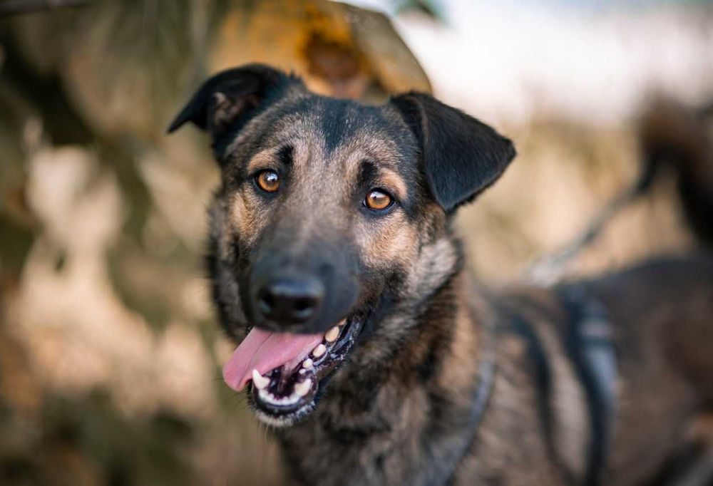 Brązowy dżentelmen Szyszek czeka na swojego człowieka