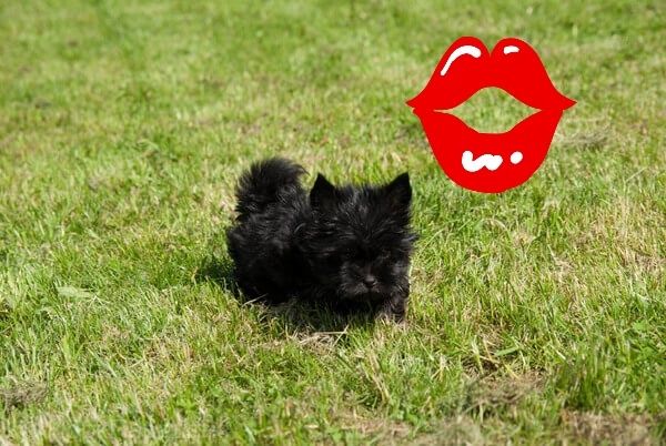 Yorkshire terrier BLACK machinho