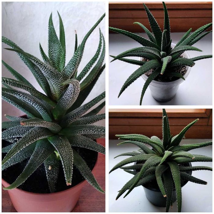 Хавортия Attenuata хавортия аттенуата