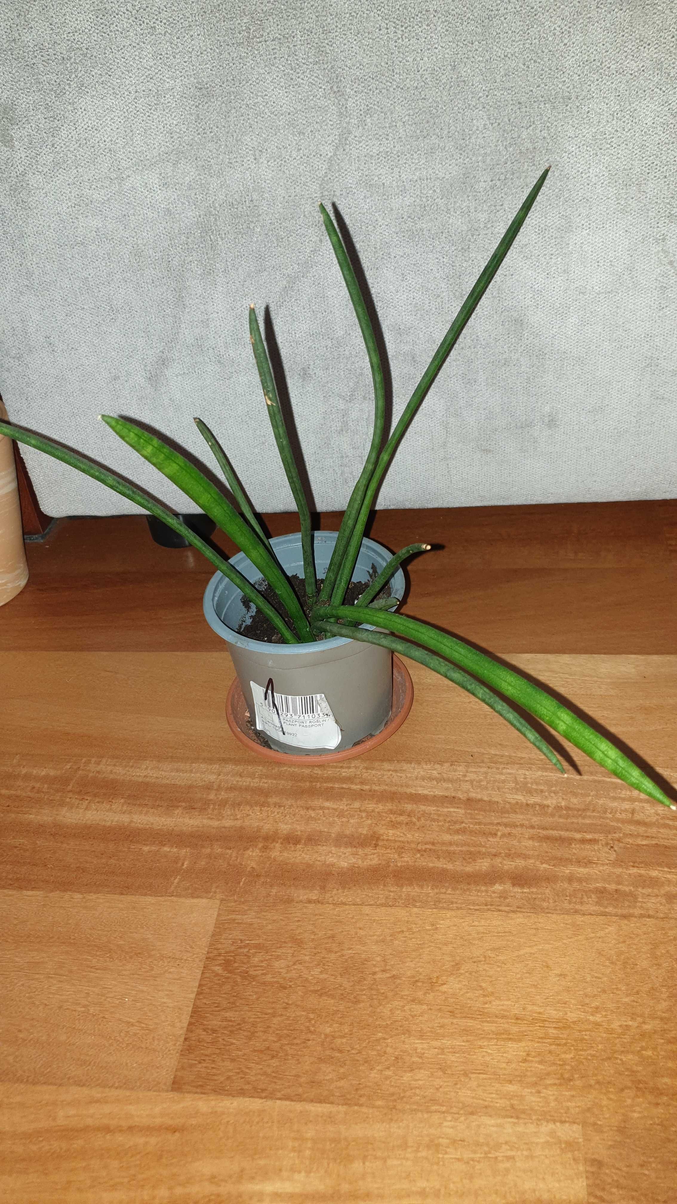 Sansewieria cylindryczna, nr 1