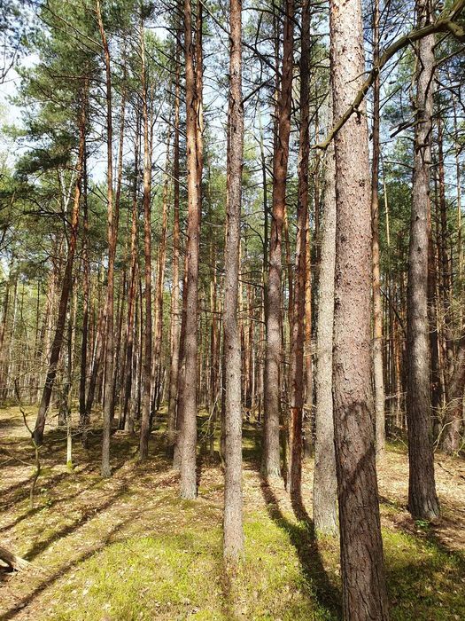 1,38 ha działka leśna w Leżajsku - sprzedam
