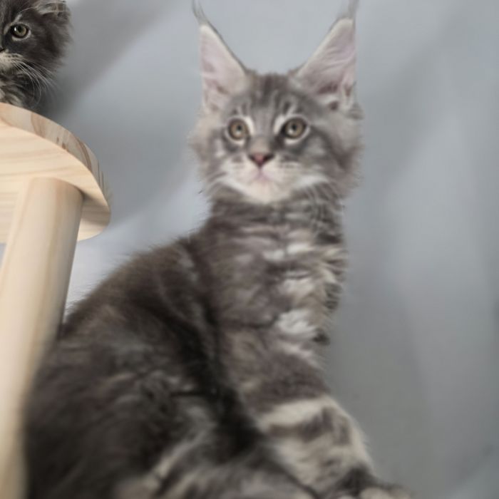 Maine Coon kotka kocurki