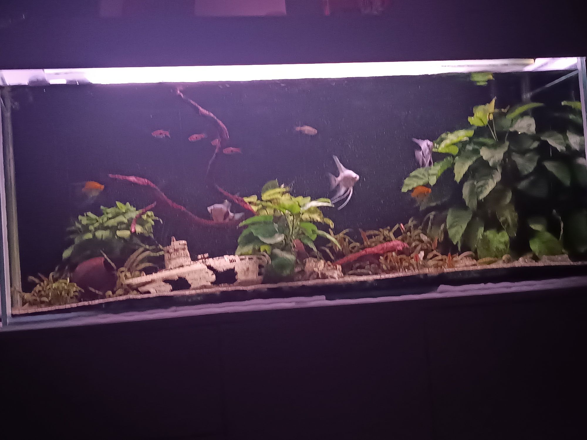 Akwarium z rybami - 120 cm skalar danio rośliny