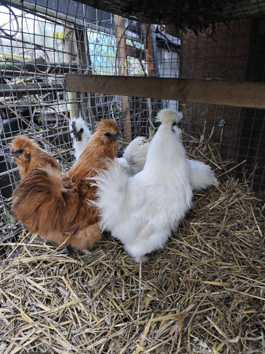 Sprzedam Silki koguty