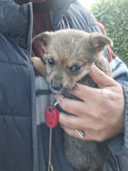 Безпритульні тваринки