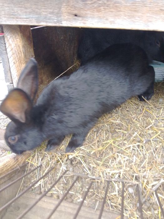 Мішана порода полтавське срібло/термон