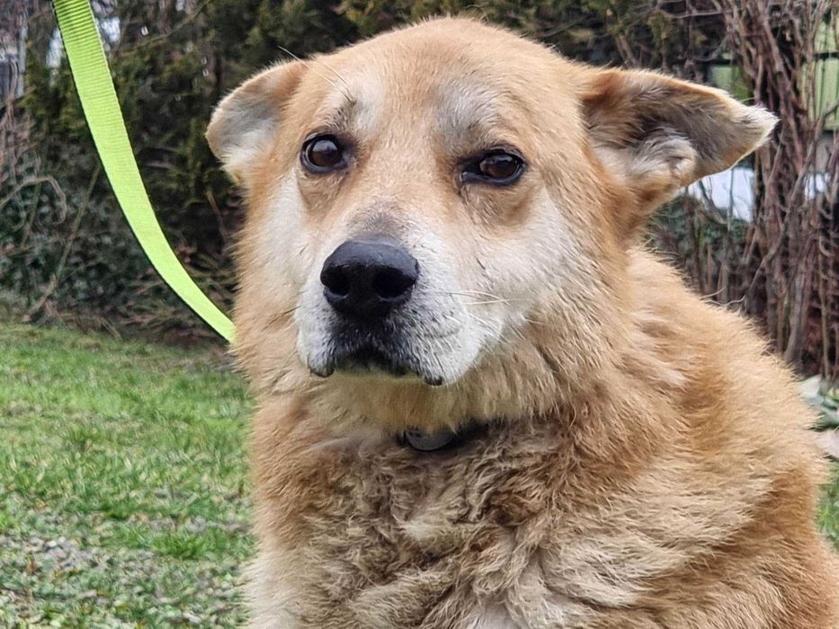 Walenty - duży, grzeczny piesek do adopcji