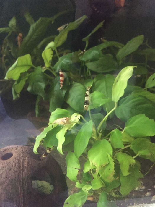 Crystal Black Shrimp (Caridina Cantonensis, A-S GRADE)
