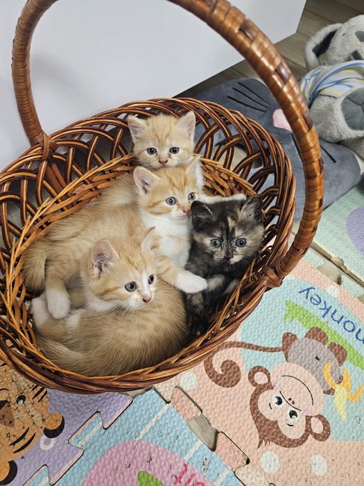 Кошенята Віддам в хороші руки Безкоштовно