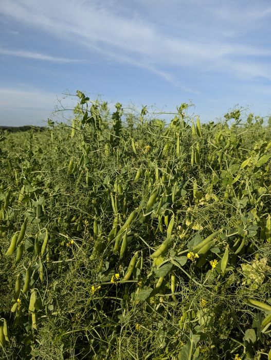 Groch astronaute 5t/ha 2025r nie desykowany siew poplon