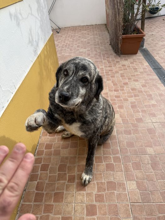 Cadela Rafeiro Alentejano esterilizada