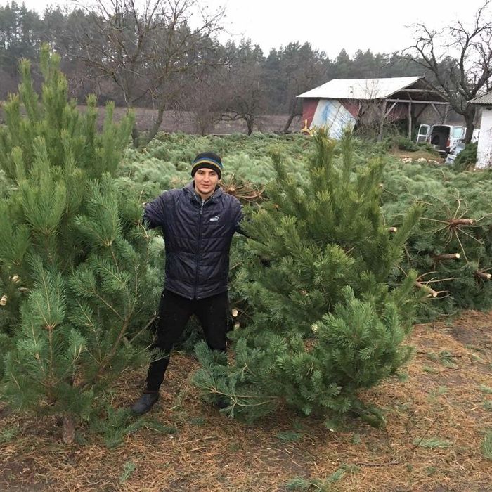 Новогодние сосни  ёлки оптом Тільки ОПТ