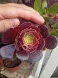 Planta suculenta Aeonium Arboreum "Atropurpureum"