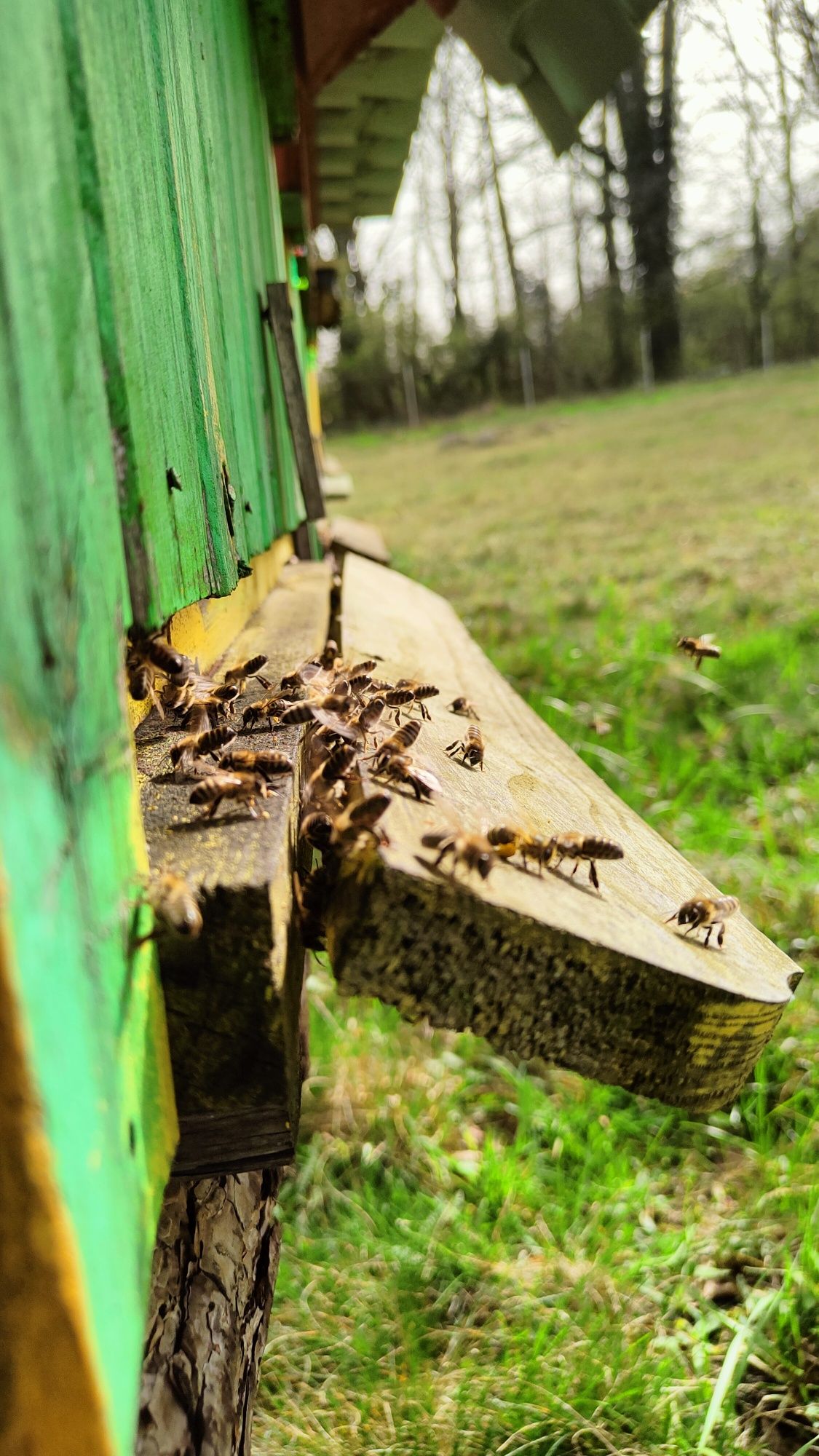 Pszczoły przezimowane ramka wielkopolska