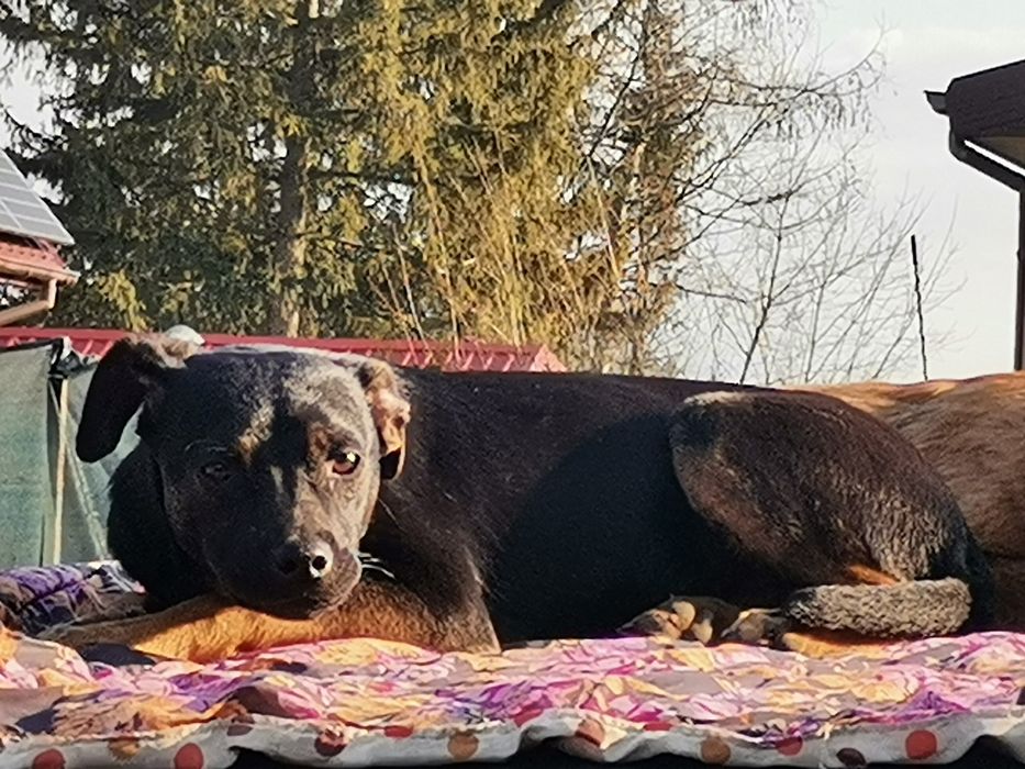 Bolek 6 miesięczny szuka domu