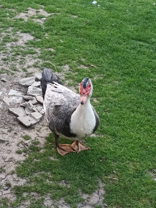Sprzedam kaczki i kaczory