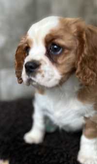 Cavalier King charles spaniel suczka