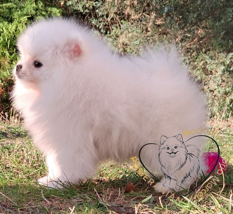 Pomeranian szpic miniaturowy