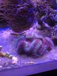 Lobophyllia koralowiec akwarium morskie