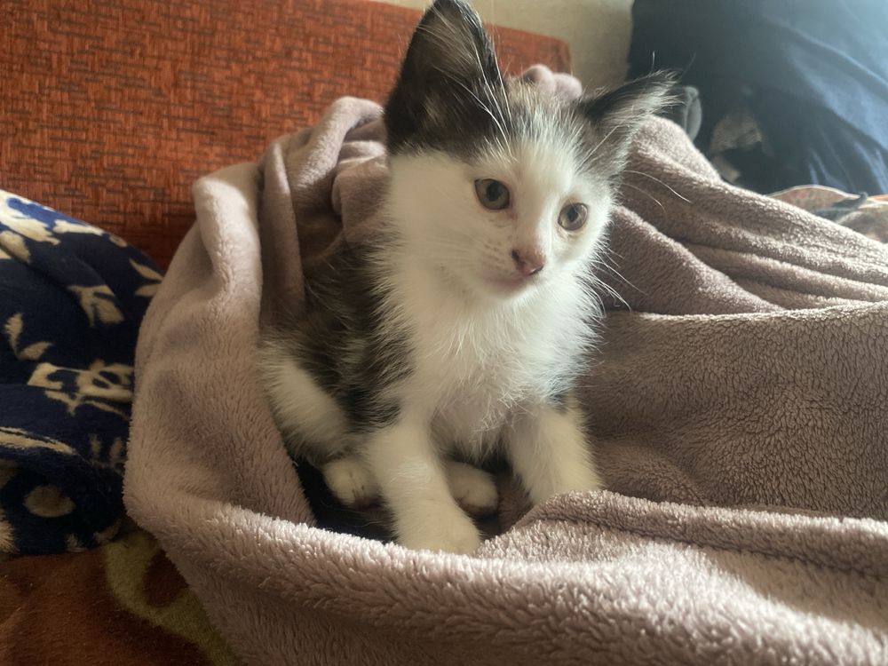 Кошенята шукають родину