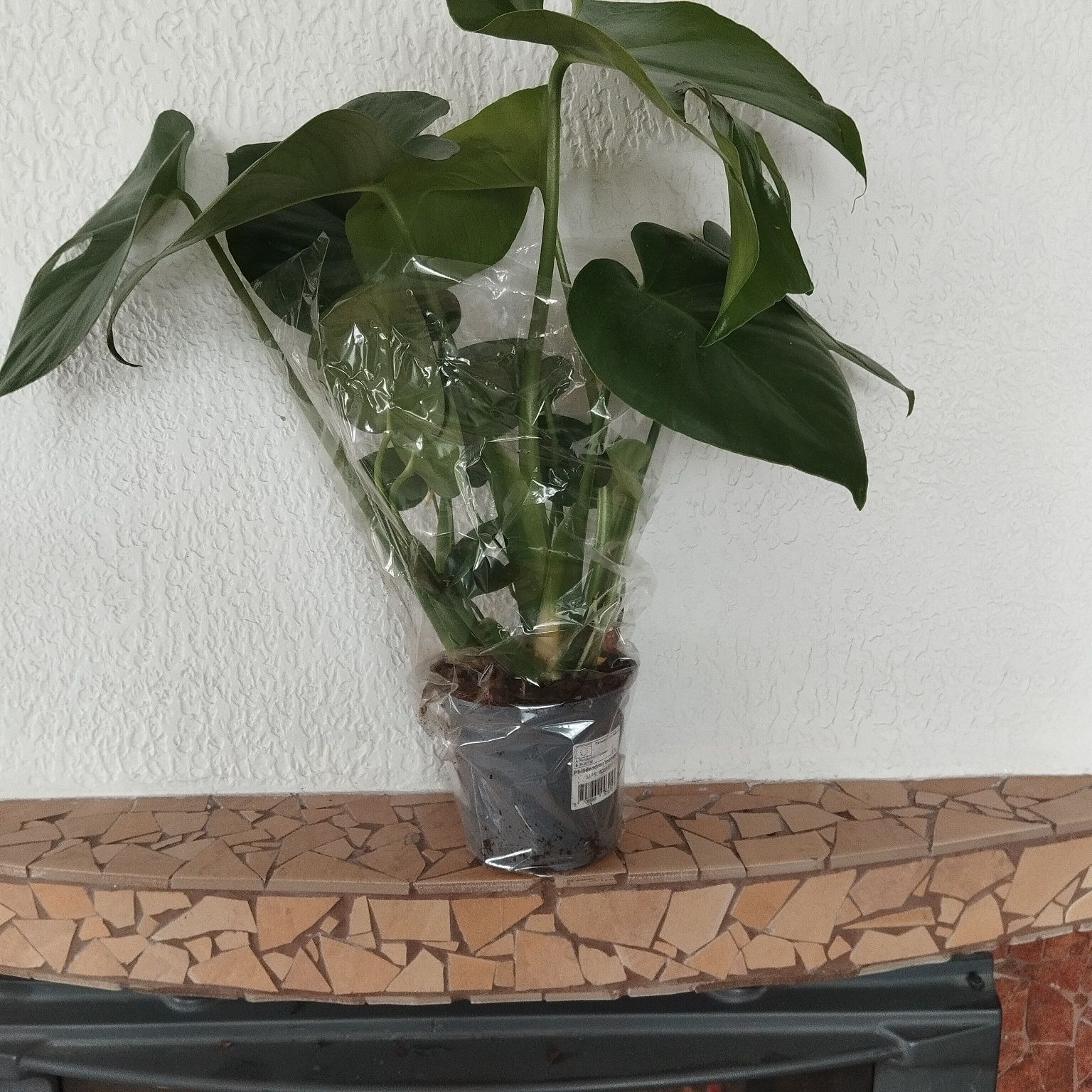 Philidendron Monstera